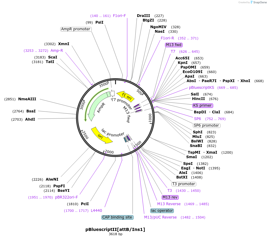 74100-plasmid-map-sequence-id-148112