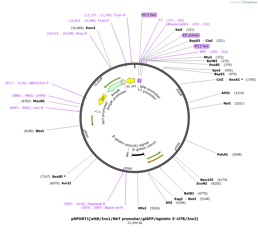 74102-plasmid-map-sequence-id-148113