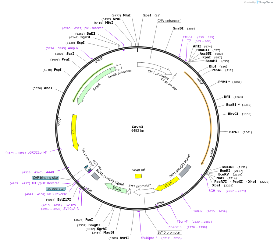 26574-plasmid-map-sequence-id-148124
