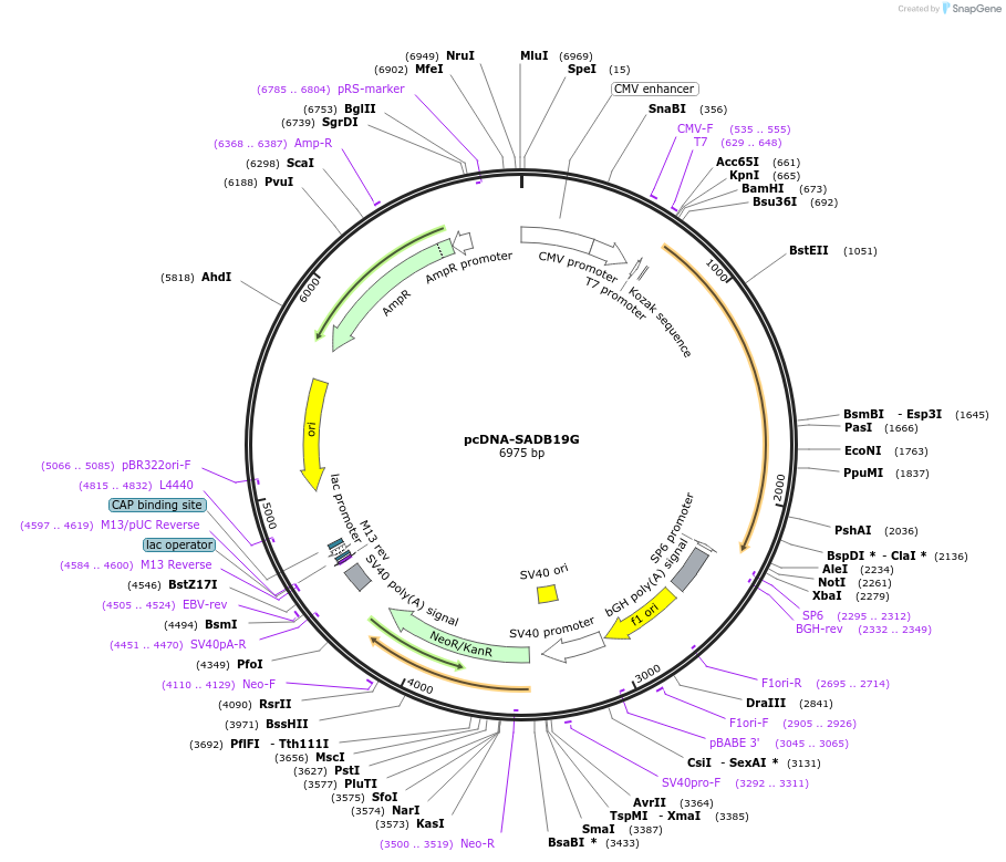 32633-plasmid-map-sequence-id-148140