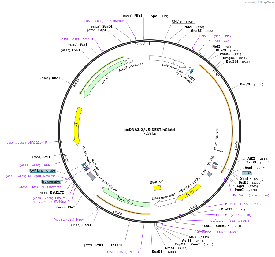 18087-plasmid-map-sequence-id-148149