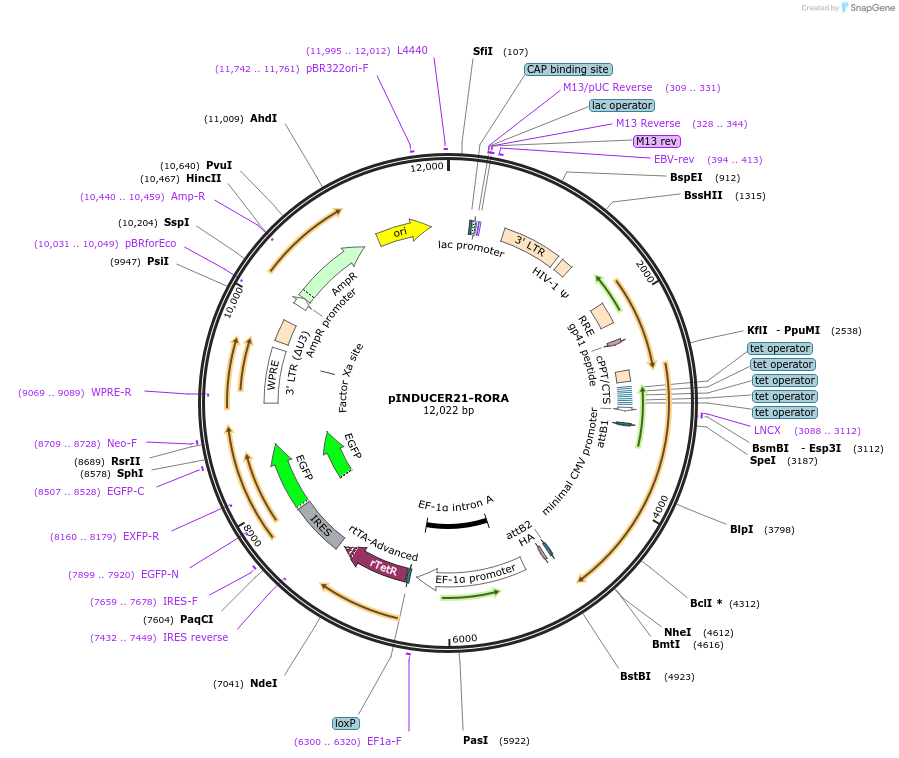51303-plasmid-map-sequence-id-148186