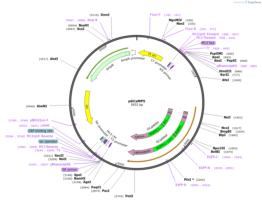 78705-plasmid-map-sequence-id-148198