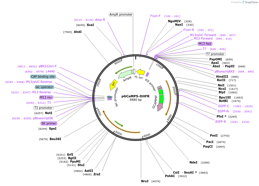 78706-plasmid-map-sequence-id-148200