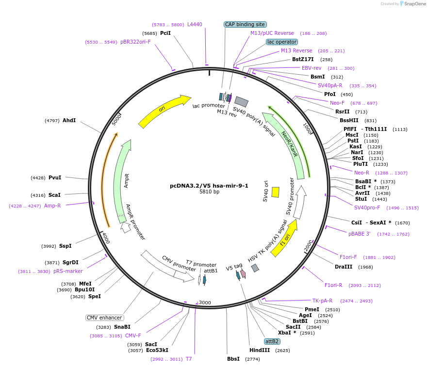 26317-plasmid-map-sequence-id-148202