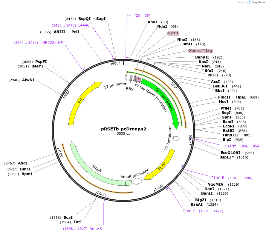 78184-plasmid-map-sequence-id-148207