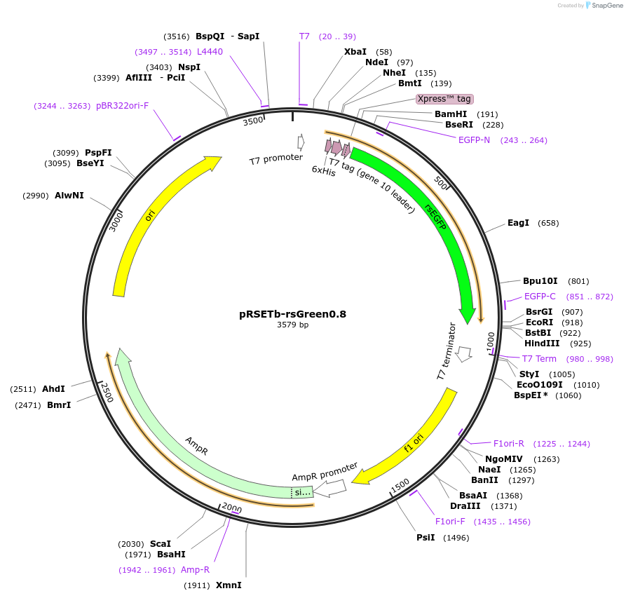 78177-plasmid-map-sequence-id-148211