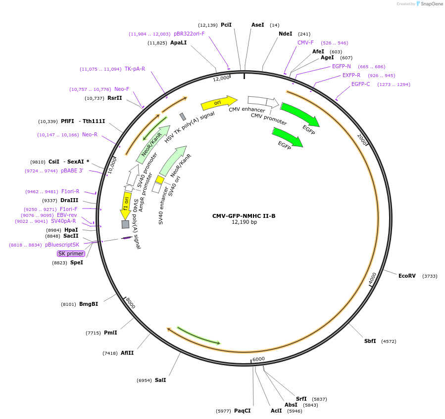 11348-plasmid-map-sequence-id-148220