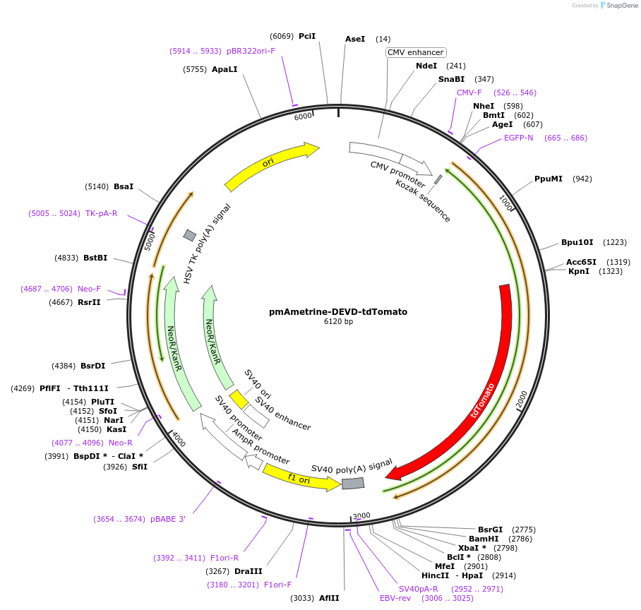 18879-plasmid-map-sequence-id-148222