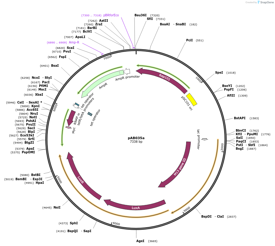 79190-plasmid-map-sequence-id-148311