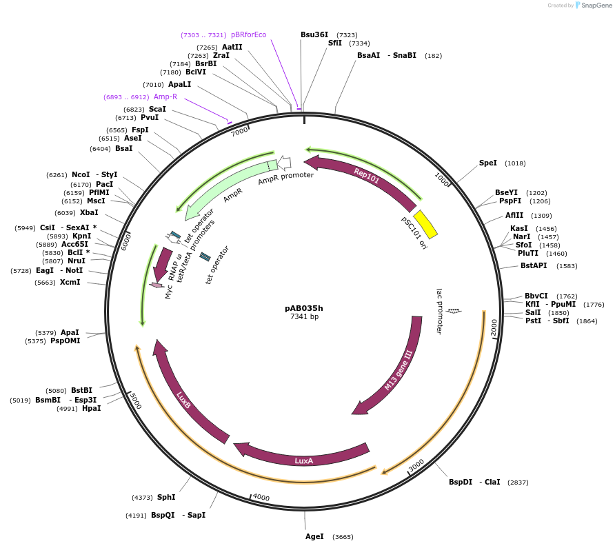 79191-plasmid-map-sequence-id-148312