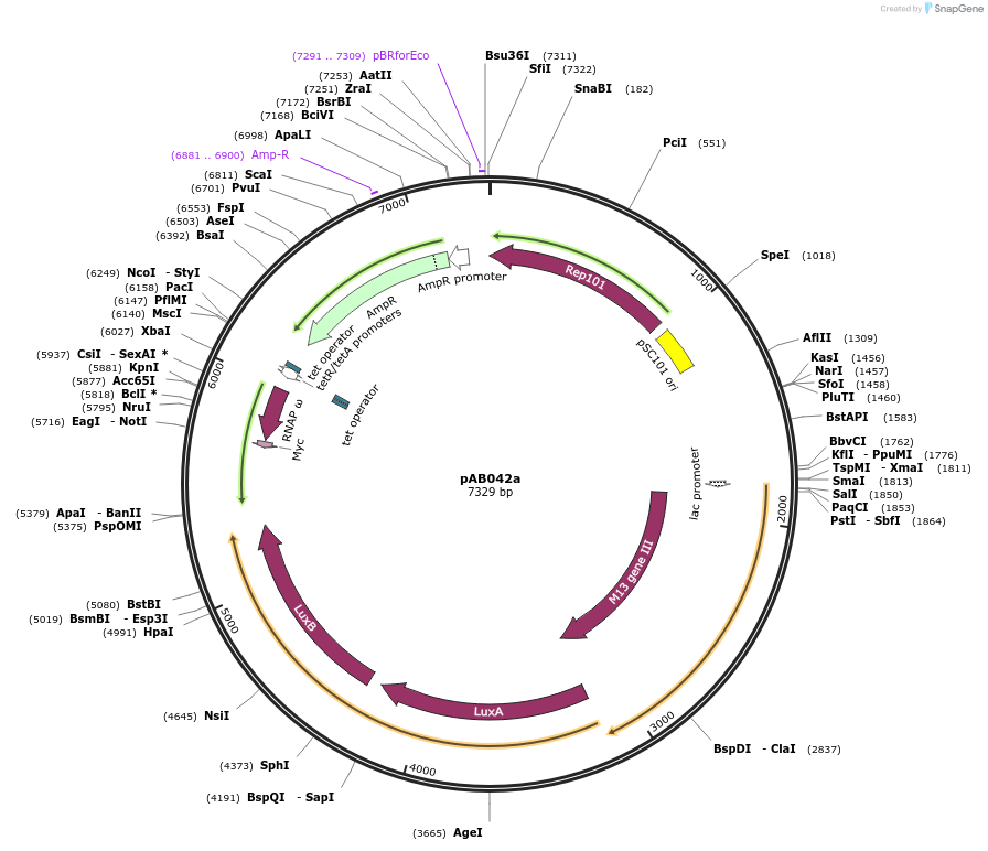 79192-plasmid-map-sequence-id-148313