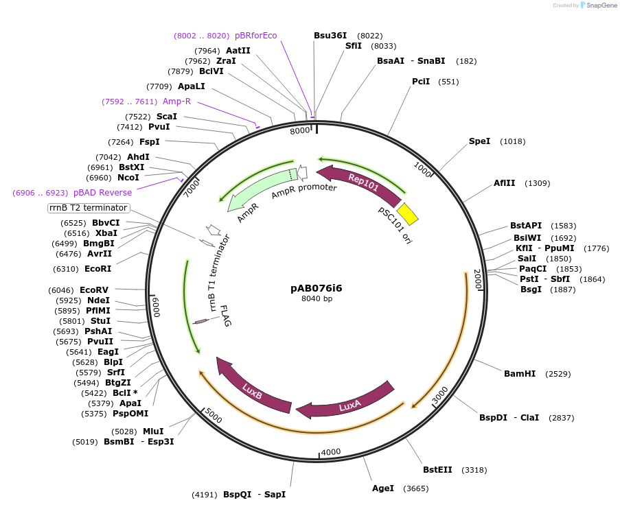 79200-plasmid-map-sequence-id-148321