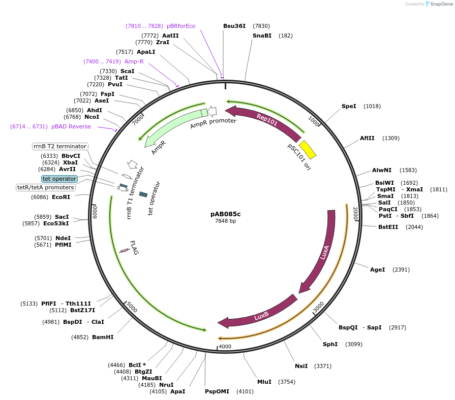 79208-plasmid-map-sequence-id-148329