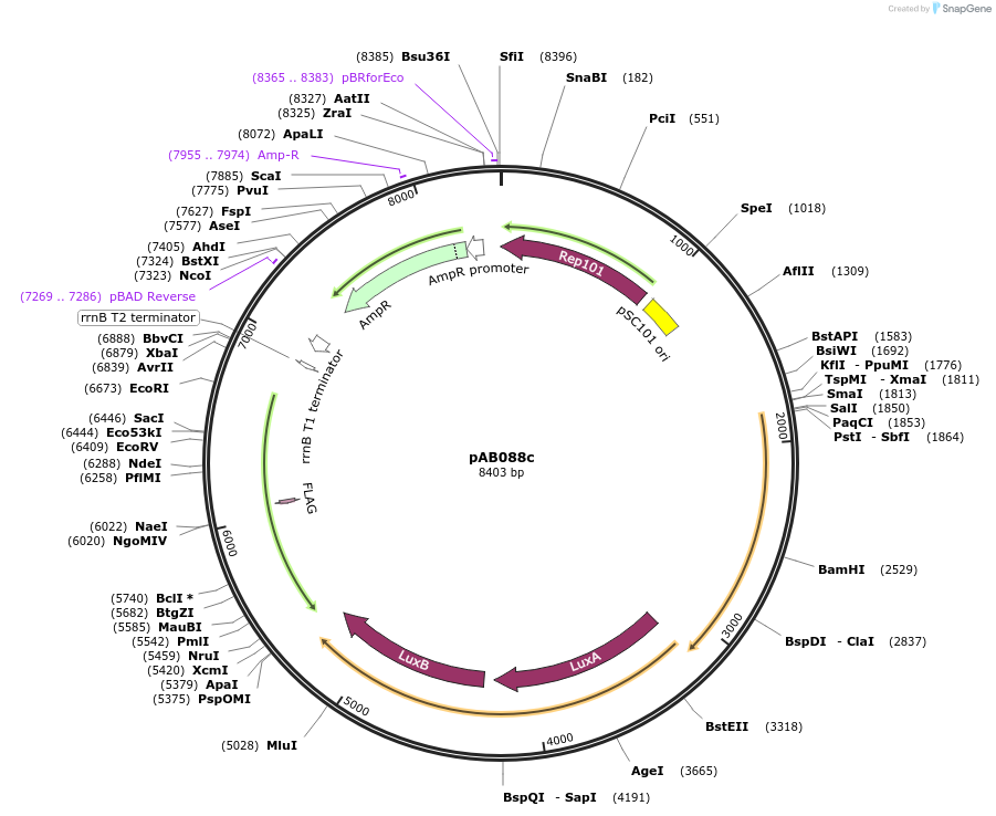 79213-plasmid-map-sequence-id-148334