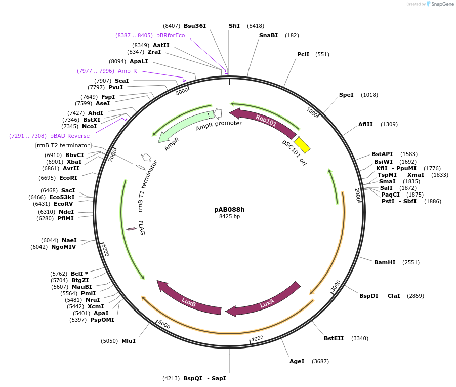 79215-plasmid-map-sequence-id-148336