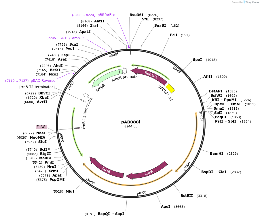 79216-plasmid-map-sequence-id-148337