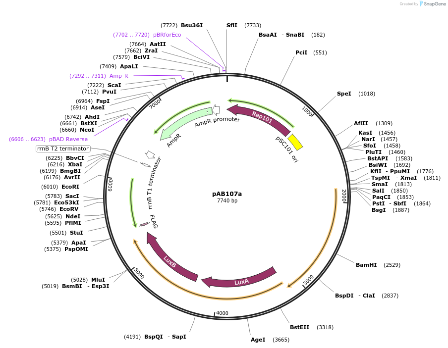79218-plasmid-map-sequence-id-148339