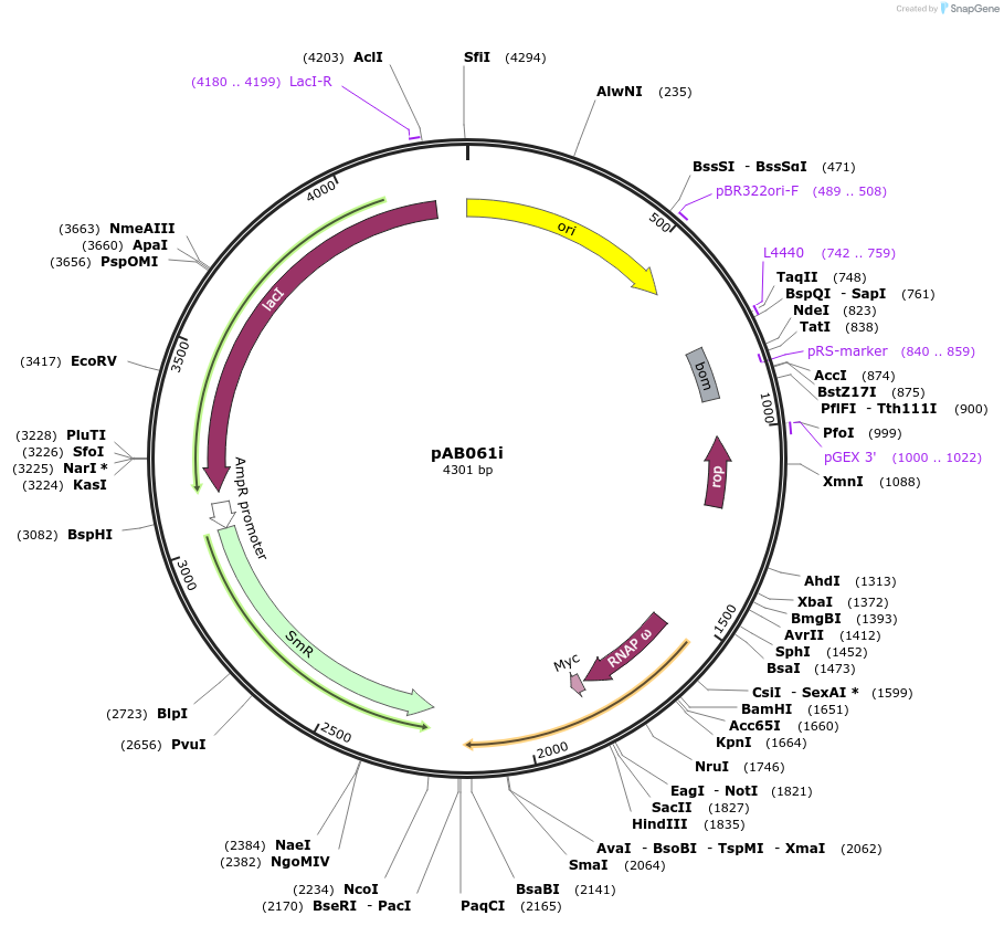 79226-plasmid-map-sequence-id-148347