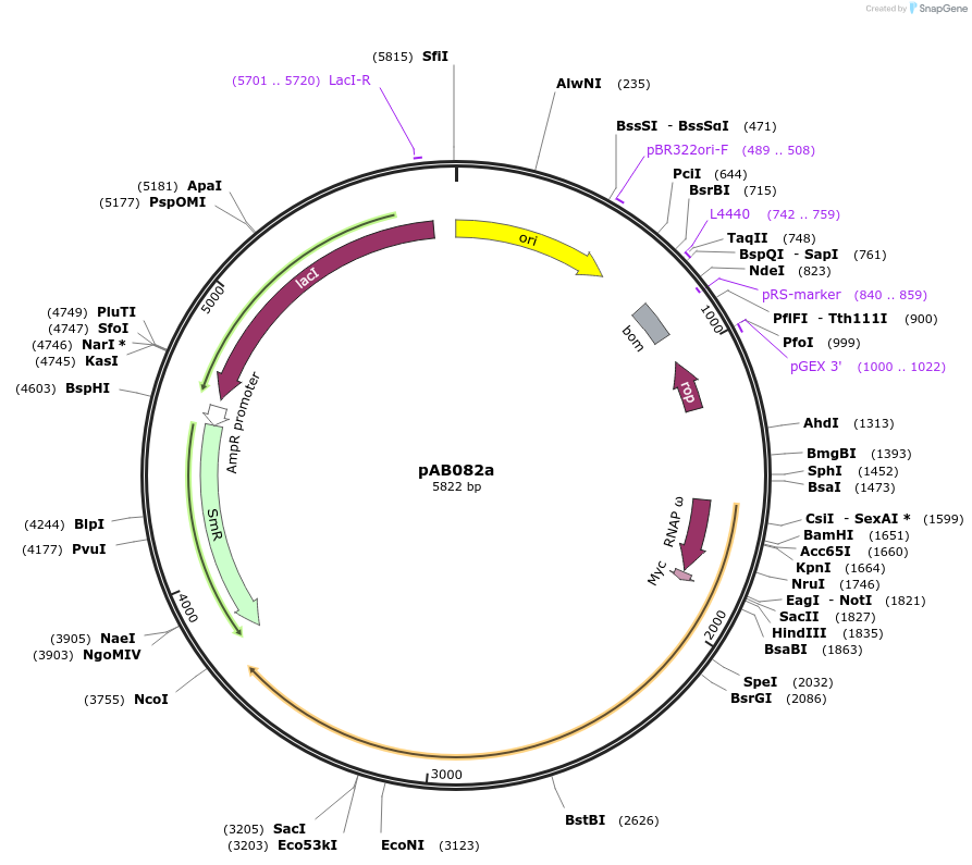 79233-plasmid-map-sequence-id-148354
