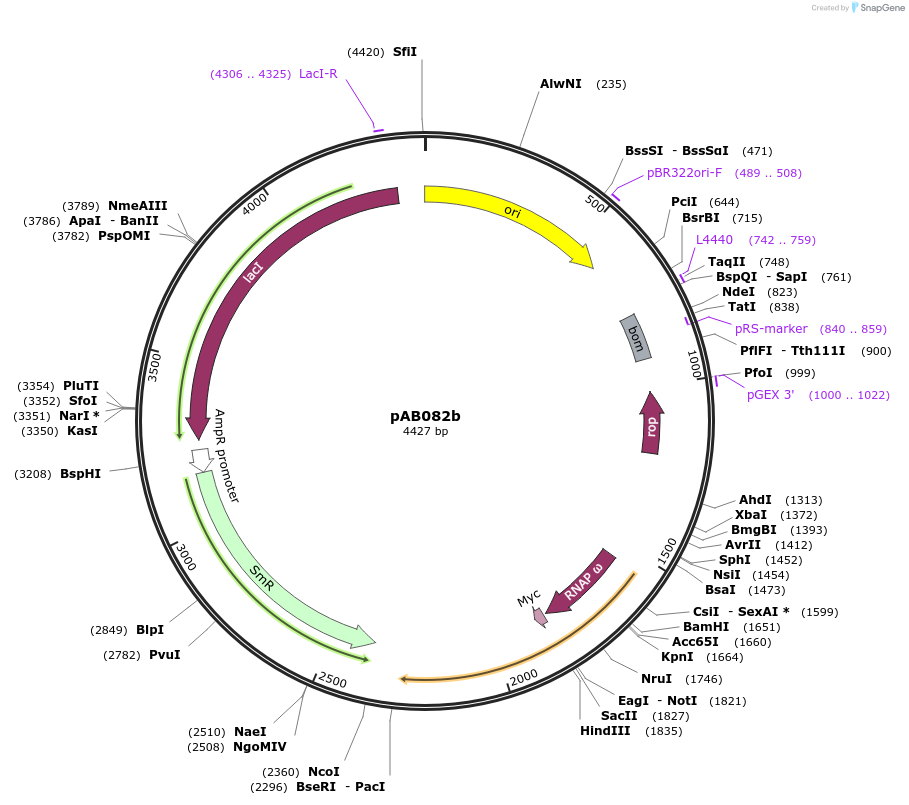 79234-plasmid-map-sequence-id-148355