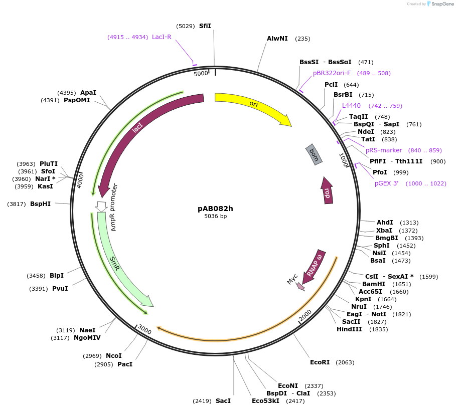 79240-plasmid-map-sequence-id-148361