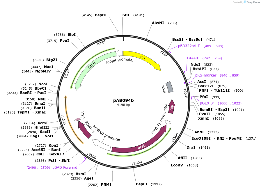 79242-plasmid-map-sequence-id-148363