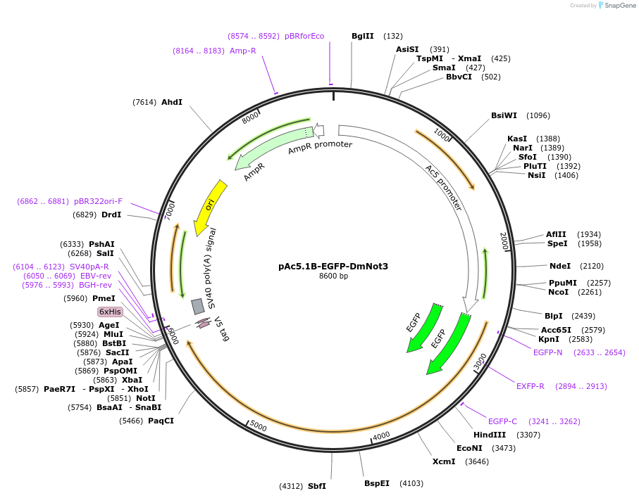 79250-plasmid-map-sequence-id-148399