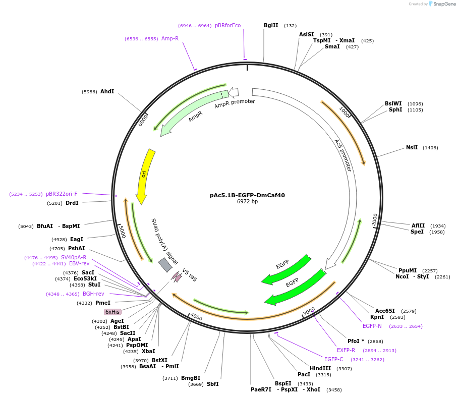 79251-plasmid-map-sequence-id-148400