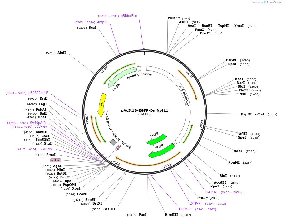 79253-plasmid-map-sequence-id-148402