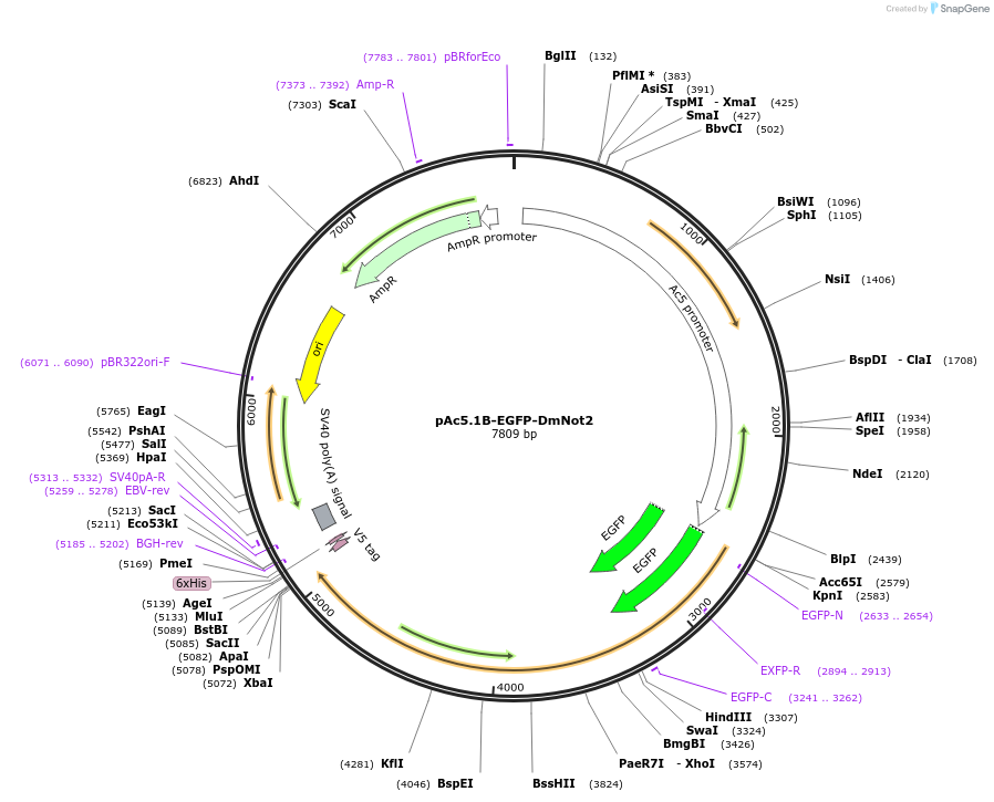 79255-plasmid-map-sequence-id-148404
