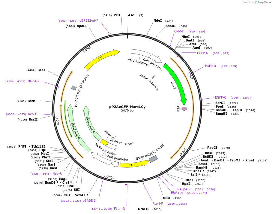75223-plasmid-map-sequence-id-148531