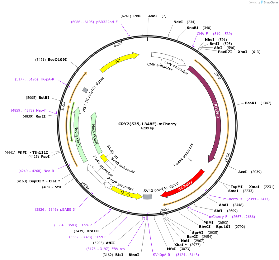 75372-plasmid-map-sequence-id-148534