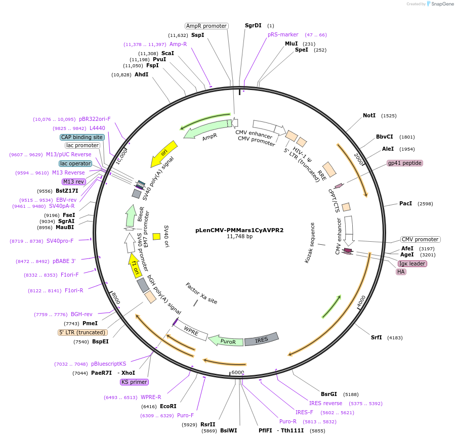 75226-plasmid-map-sequence-id-148535
