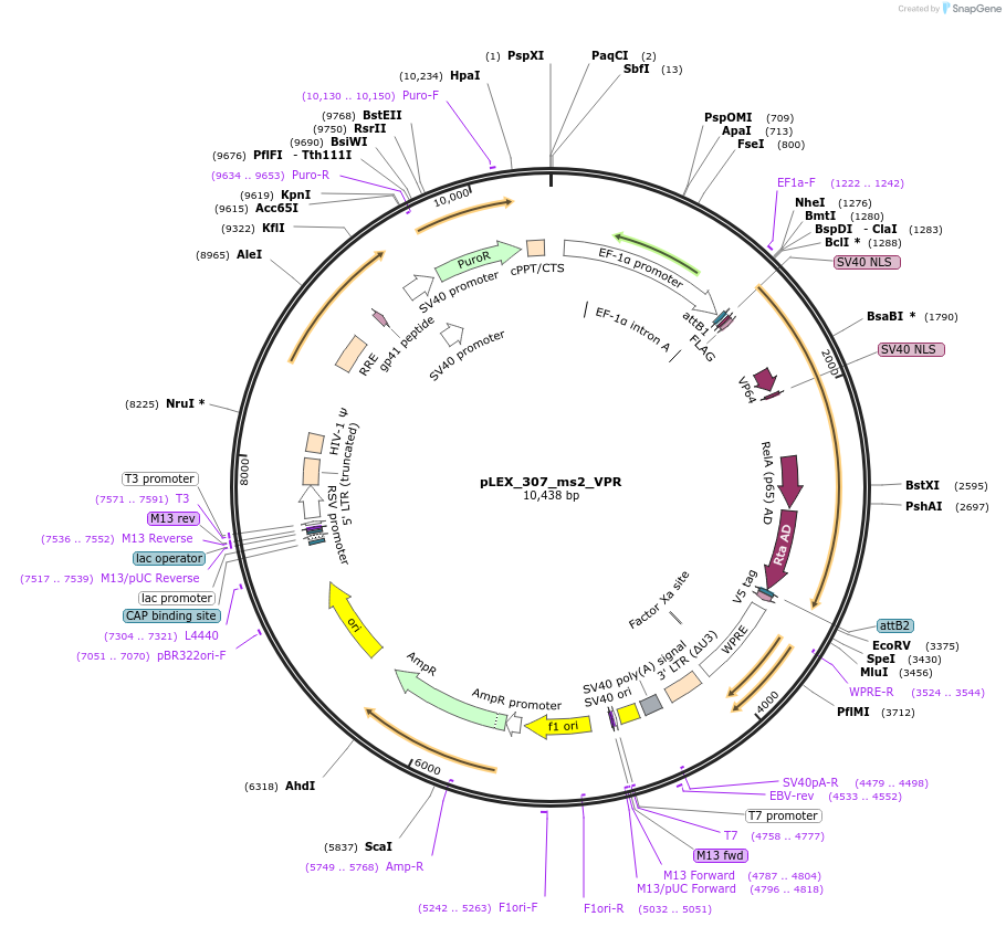 79376-plasmid-map-sequence-id-148551