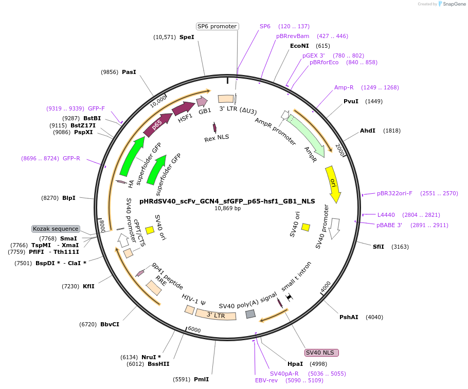 79372-plasmid-map-sequence-id-148557
