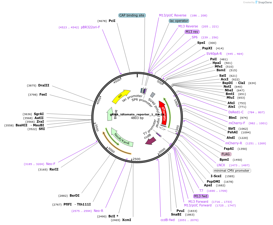 79369-plasmid-map-sequence-id-148560