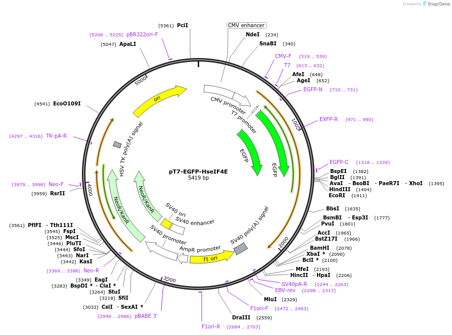 79437-plasmid-map-sequence-id-148594