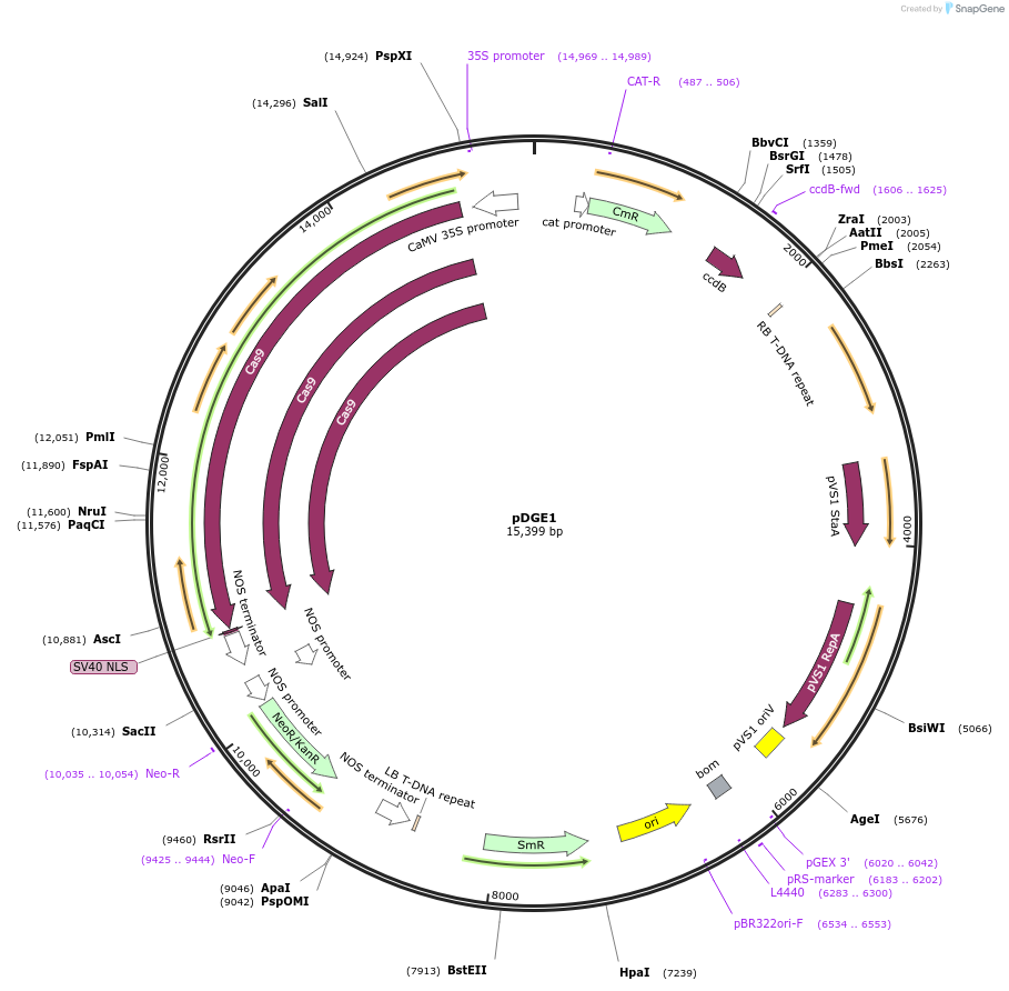 79440-plasmid-map-sequence-id-148605