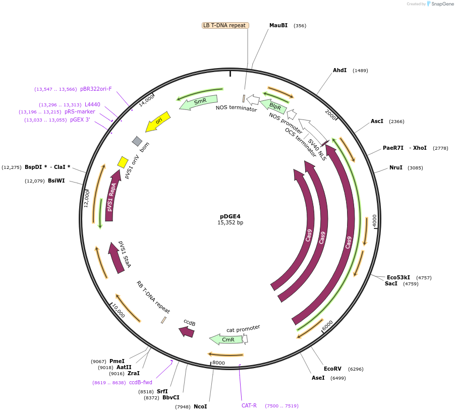 79443-plasmid-map-sequence-id-148608