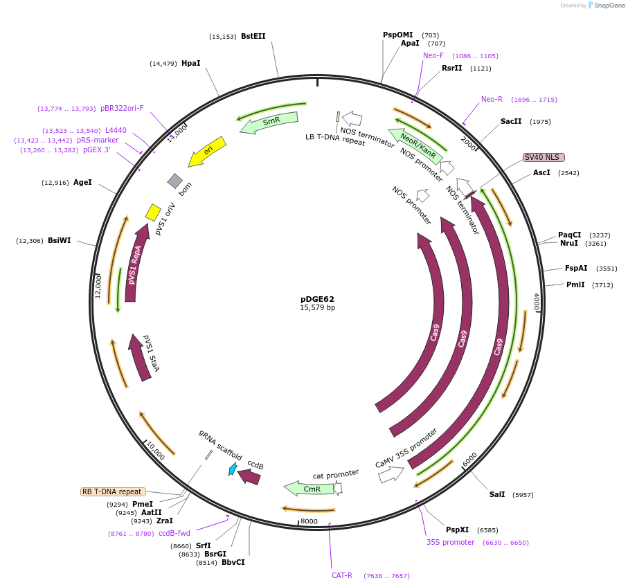 79444-plasmid-map-sequence-id-148609