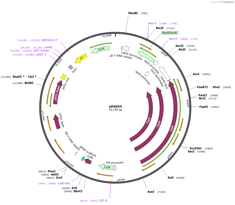 79446-plasmid-map-sequence-id-148611