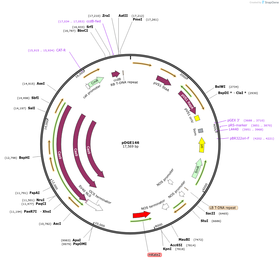 79449-plasmid-map-sequence-id-148614