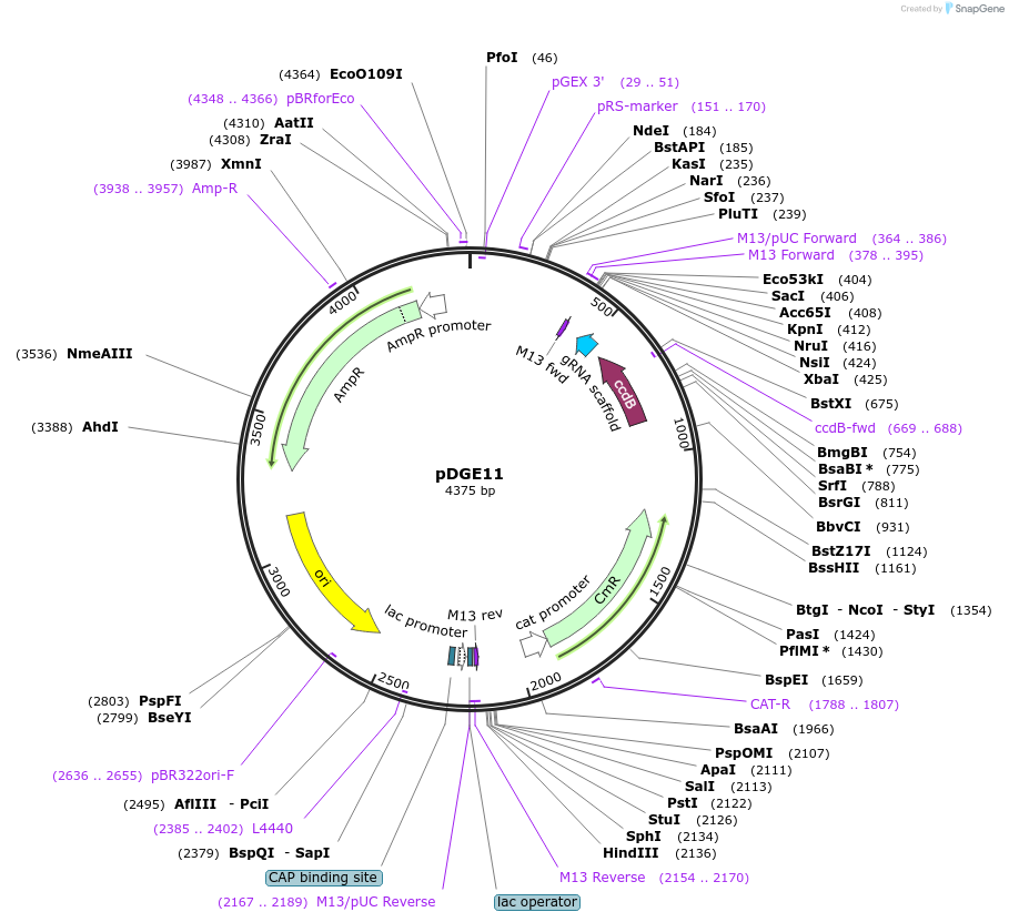 79467-plasmid-map-sequence-id-148631