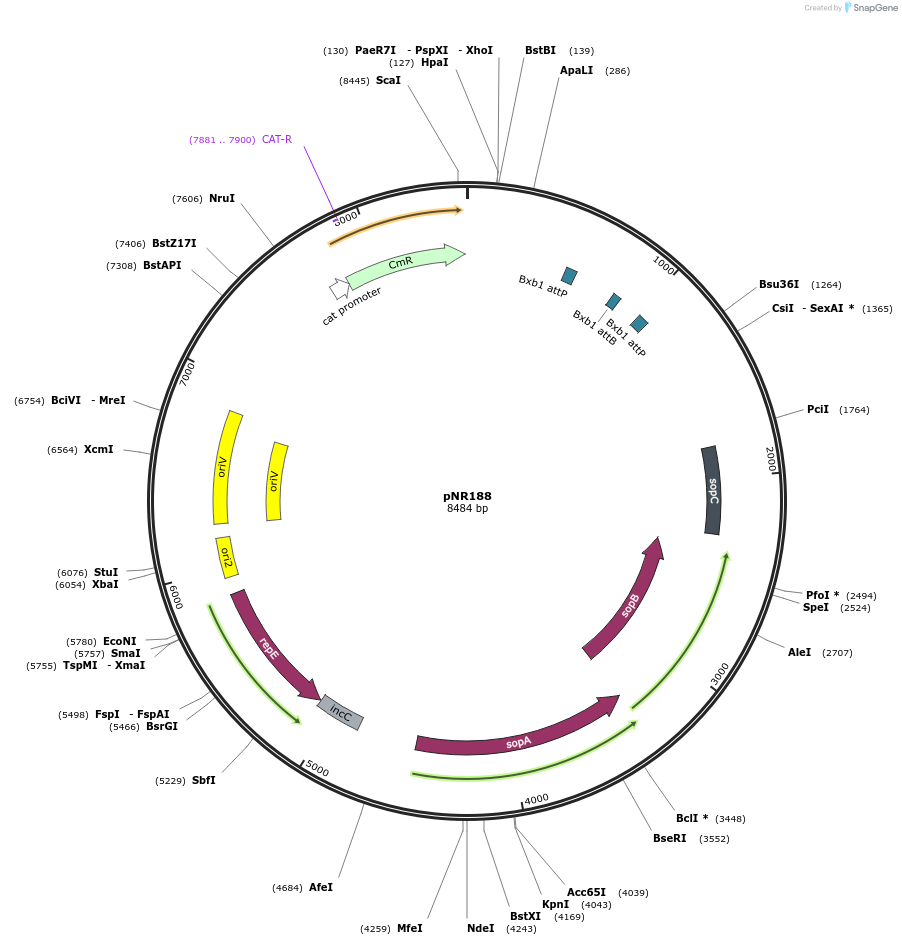 79543-plasmid-map-sequence-id-148755