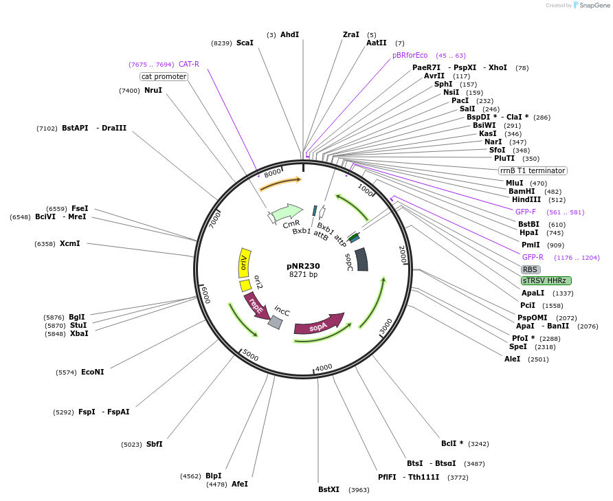 79546-plasmid-map-sequence-id-148758