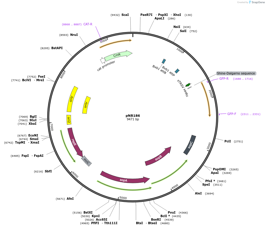 79552-plasmid-map-sequence-id-148761