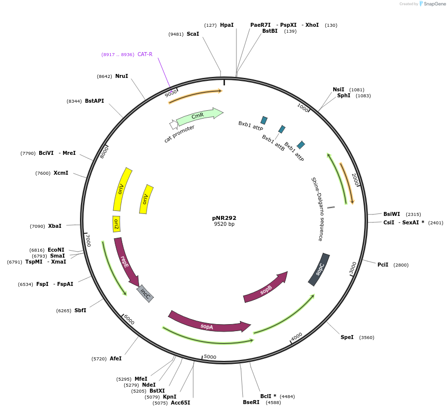 79548-plasmid-map-sequence-id-148765