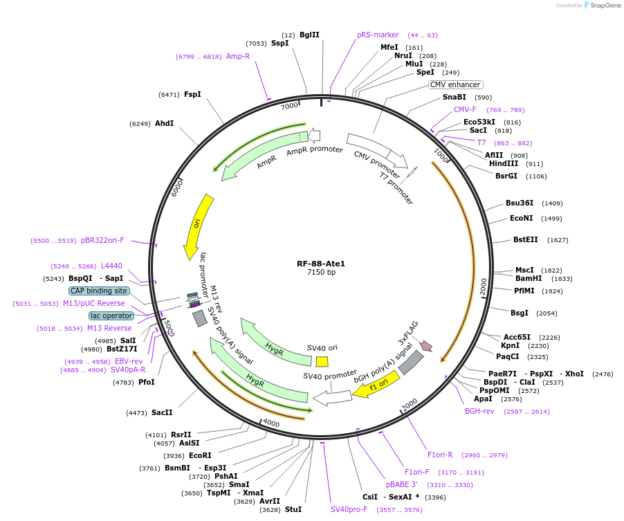 79187-plasmid-map-sequence-id-148783