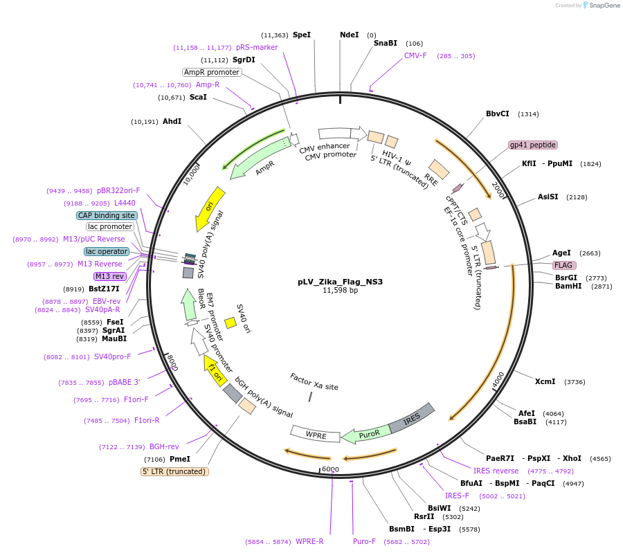 79634-plasmid-map-sequence-id-148802